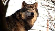 Tierschützer erwirken Rücknahme der Abschussgenehmigung für Ohrdrufer Wolf 