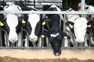 Rinderherpes: Tötung einer Milchviehherde in Aachen abgewendet