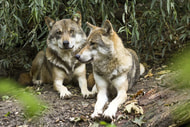 Umweltminister finden keine Einigung zum Wolf