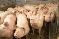 Kreisbehörde: Ausbruch der Afrikanischen Schweinepest hätte dramatische Folgen
