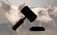 Tierquälerei: Drei Jahre Haft für Schweinehalter