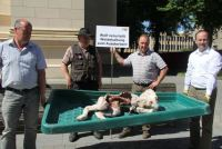 Eklat bei Demo: Polizei beschlagnahmt vom Wolf gerissene Kälber