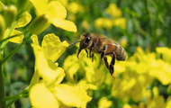 Bundesrat: Wissenschaftliche Standards der EFSA-Bienenleitlinien nicht absenken