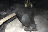 Milchviehbetrieb überfordert? Aufnahmen von SOKO Tierschutz wohl echt 