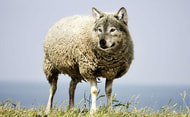 Wolf: Vermittlung des Kanzleramtes noch nicht erfolgreich