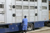 Tierschutzbund enttäuscht über Haltung der EU-Kommission zu Viehtransporten