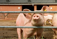 Steigende Schweinepreise: Fleischindustrie in Sorge