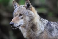 Unionsagrarminister fordern Begrenzung der Wolfspopulation
