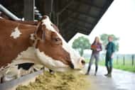 Milcherzeuger müssen künftig Antibiotikaeinsatz melden