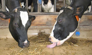 Blauzungenkrankheit: Lösungen für Rinderhalter gefordert