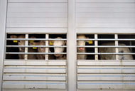 EU-Agrarpolitiker pochen auf einheitlichere Umsetzung der Tiertransportstandards